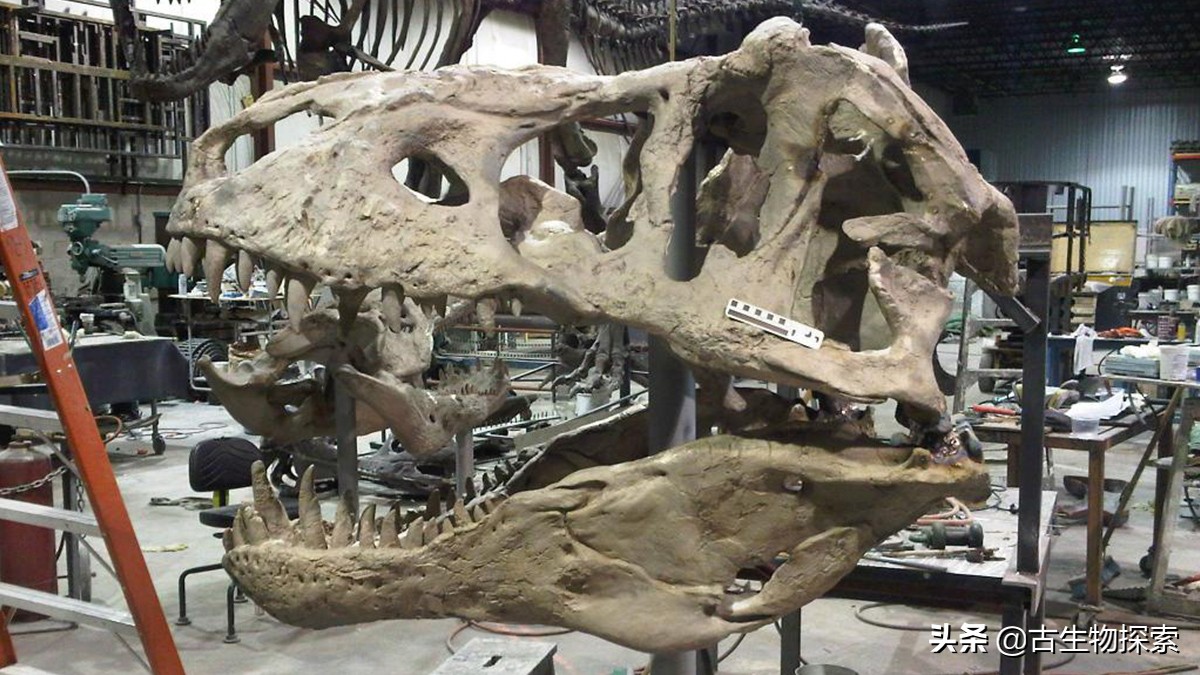 古生物学家恐龙化石霸王龙,中国发现霸王龙化石