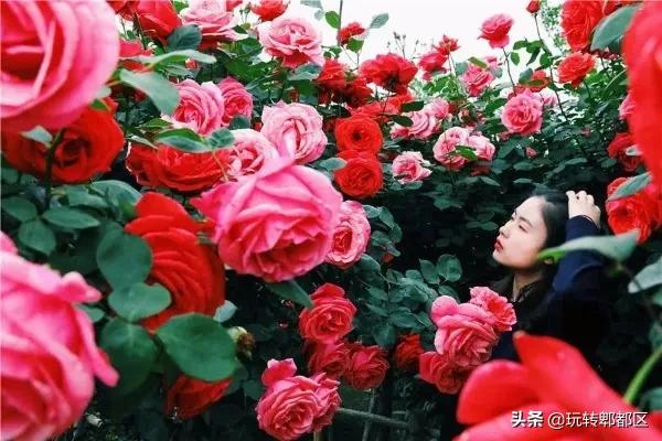 郫都区最美的花海,成都郫都花乡玫瑰开放了吗