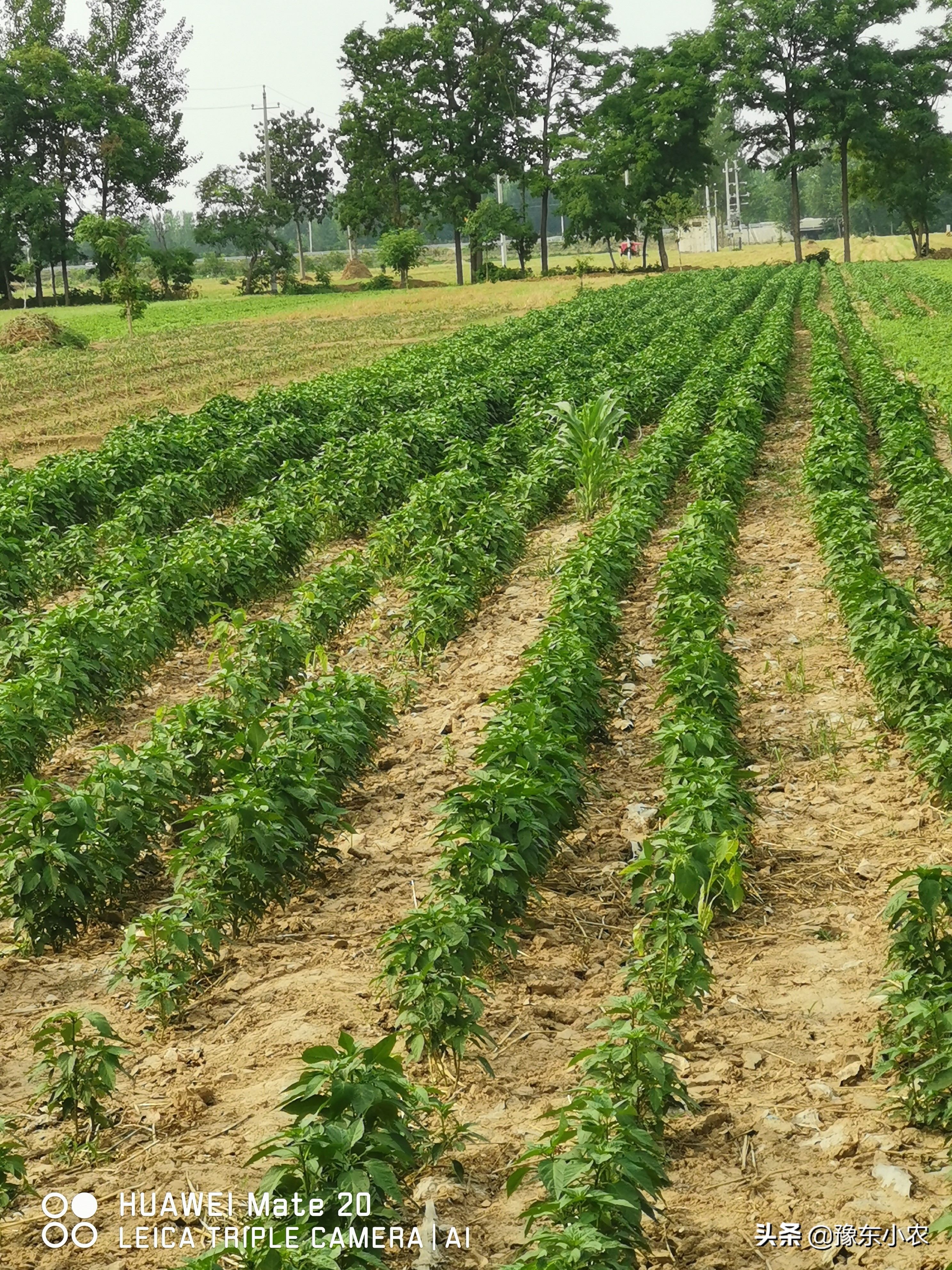 辣椒农药防止烂根烂果,辣椒产生激素药害怎么补救