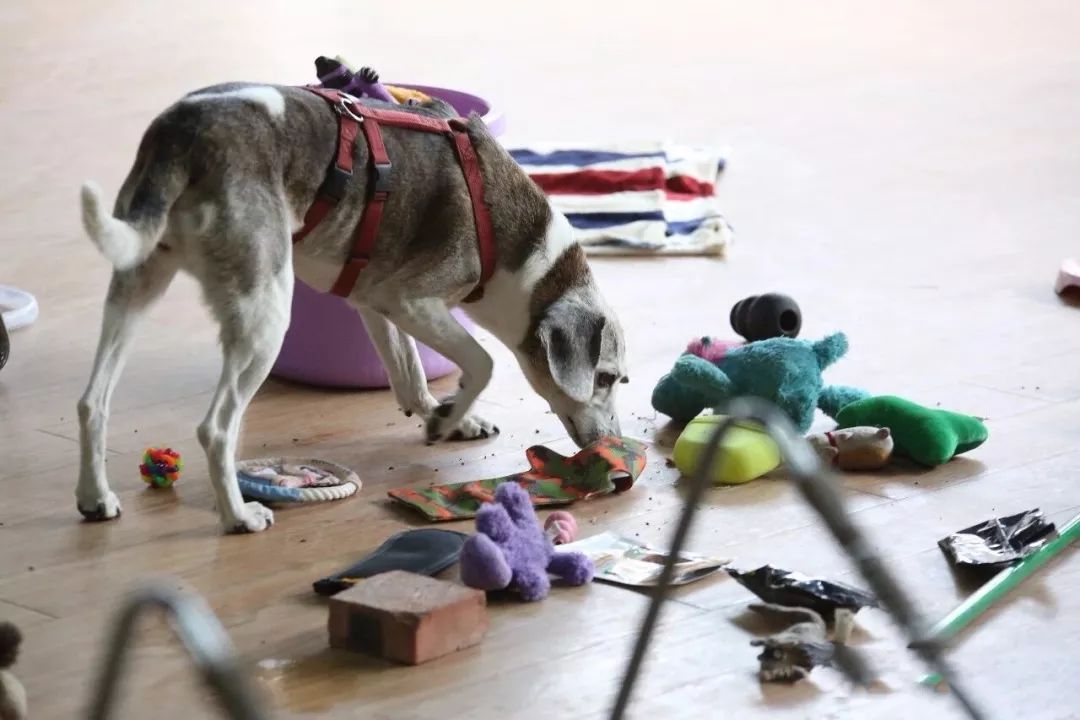 怎么判断狗狗想上厕所比熊犬,怎样判断狗狗是否想上厕所