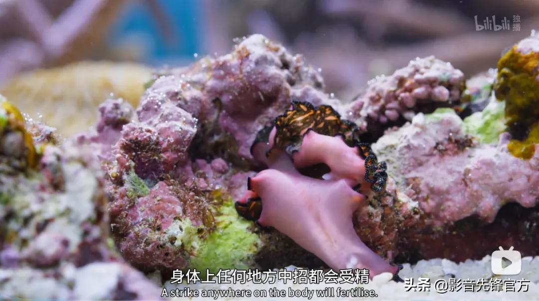 这么多限制级的画面和台词，竟然都能免费观看