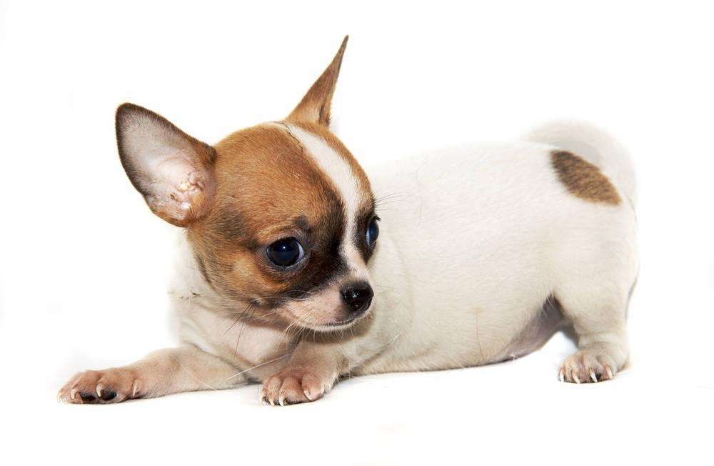 黑白花四眼宠物狗是什么品种,宠物狗智商排名前十名的品种