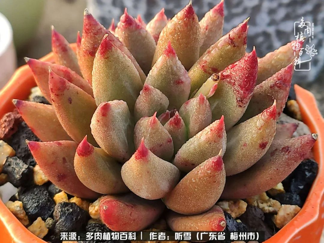 遇见多肉感恩生命中所有的相识,爱上多肉是个压力山大的事