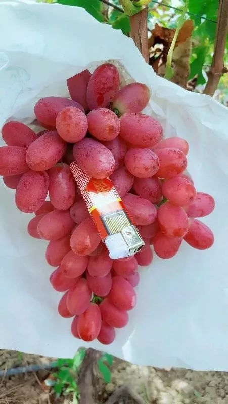 最推荐种植的葡萄品种,最好种植的葡萄品种