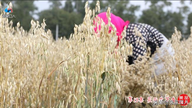 张家口莜面历史,北京人吃莜面是从什么时候开始的