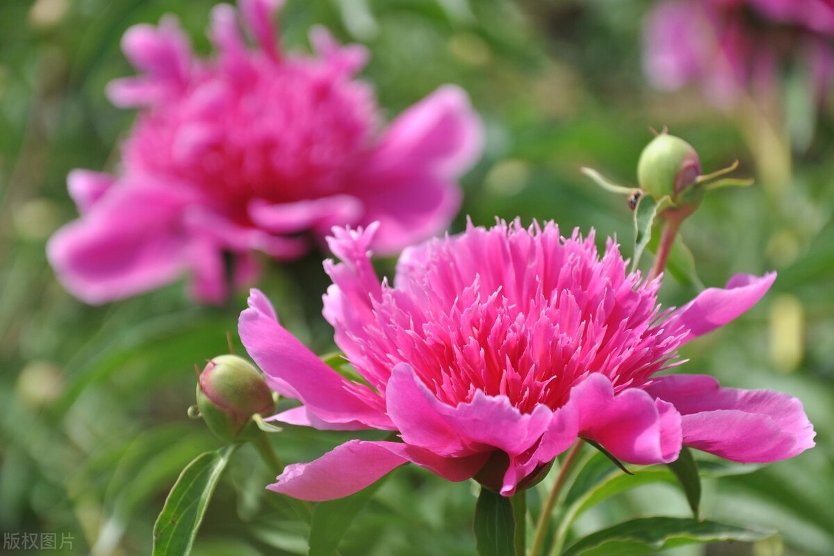 生日鲜花用哪几种花,代表友谊长存和生日快乐花语的花