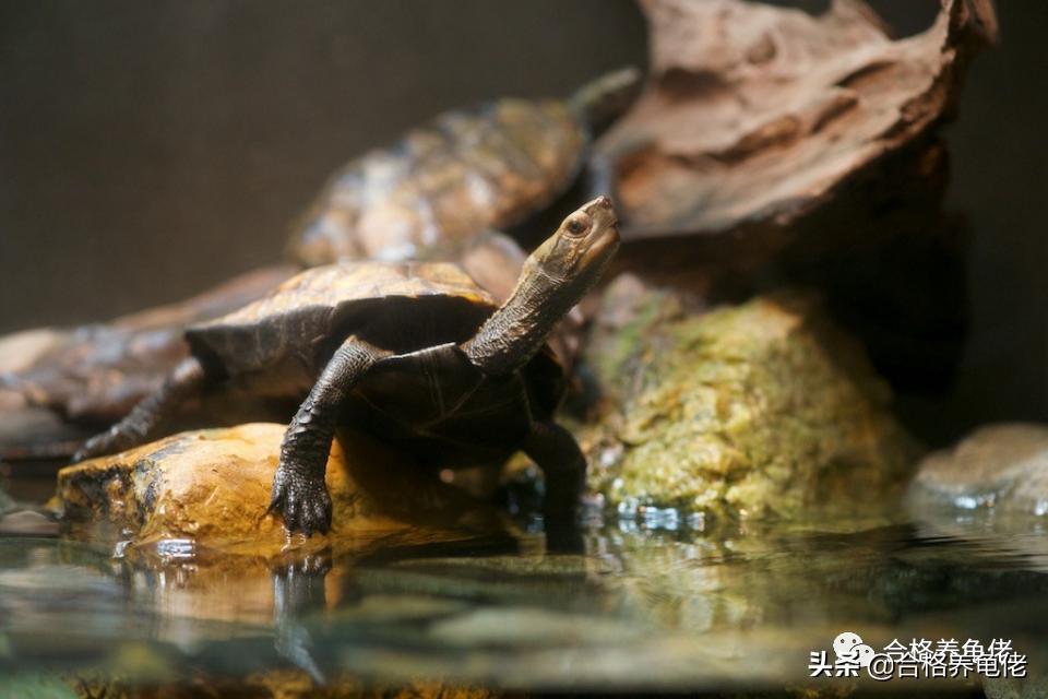 晒太阳的龟,晒太阳晒太阳