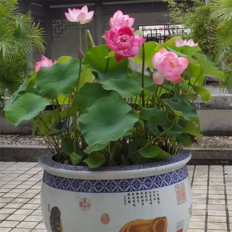 养花人最值得养的十二种花，一种花一种风华，你家养了几种？