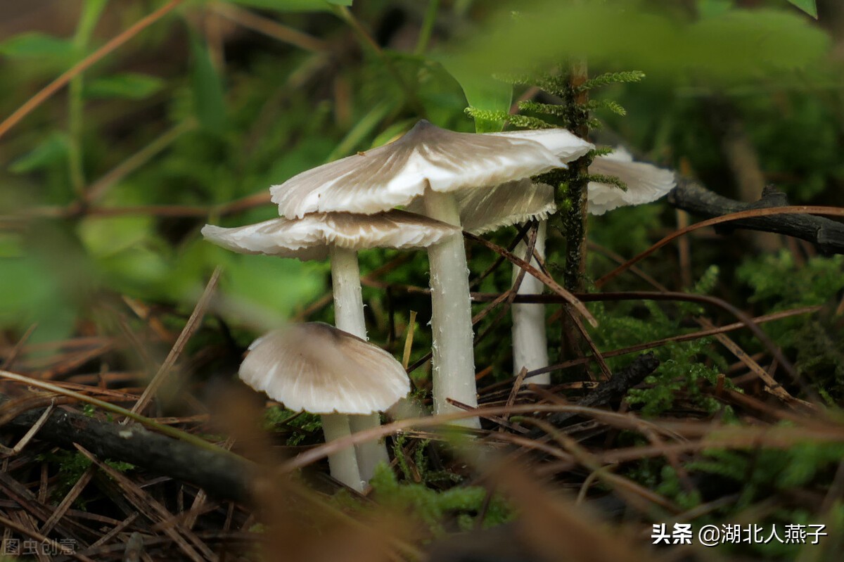 各种可以吃的野菜图片大全及名称 (100种野菜图片大全和名称和吃法)