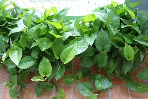 绿萝黄叶什么原因用什么办法解决,绿萝黄叶的原因及解决方法