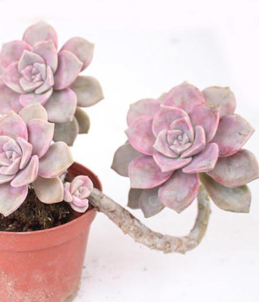 别被多肉假老桩“欺骗”，和真老桩不在一个档次，价格差几倍