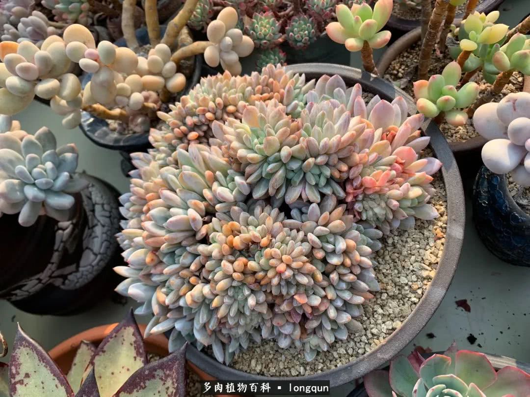 探访韩国肉锥大棚,记一次走访纪录片