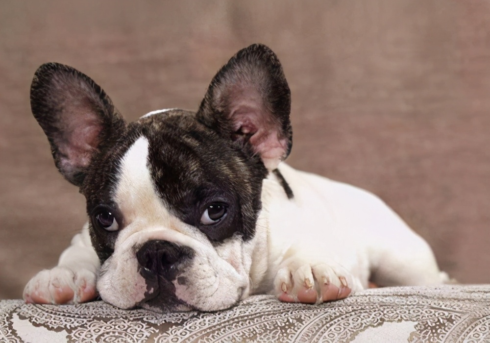 狗狗感冒可以吃感冒冲剂吗,狗狗感冒能吃999感冒灵冲剂吗