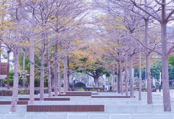 鸽群飞翔视频,鸽群飞翔