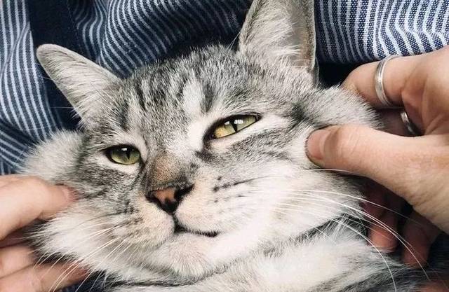 铲屎官注意,铲屎官遛狗的细节