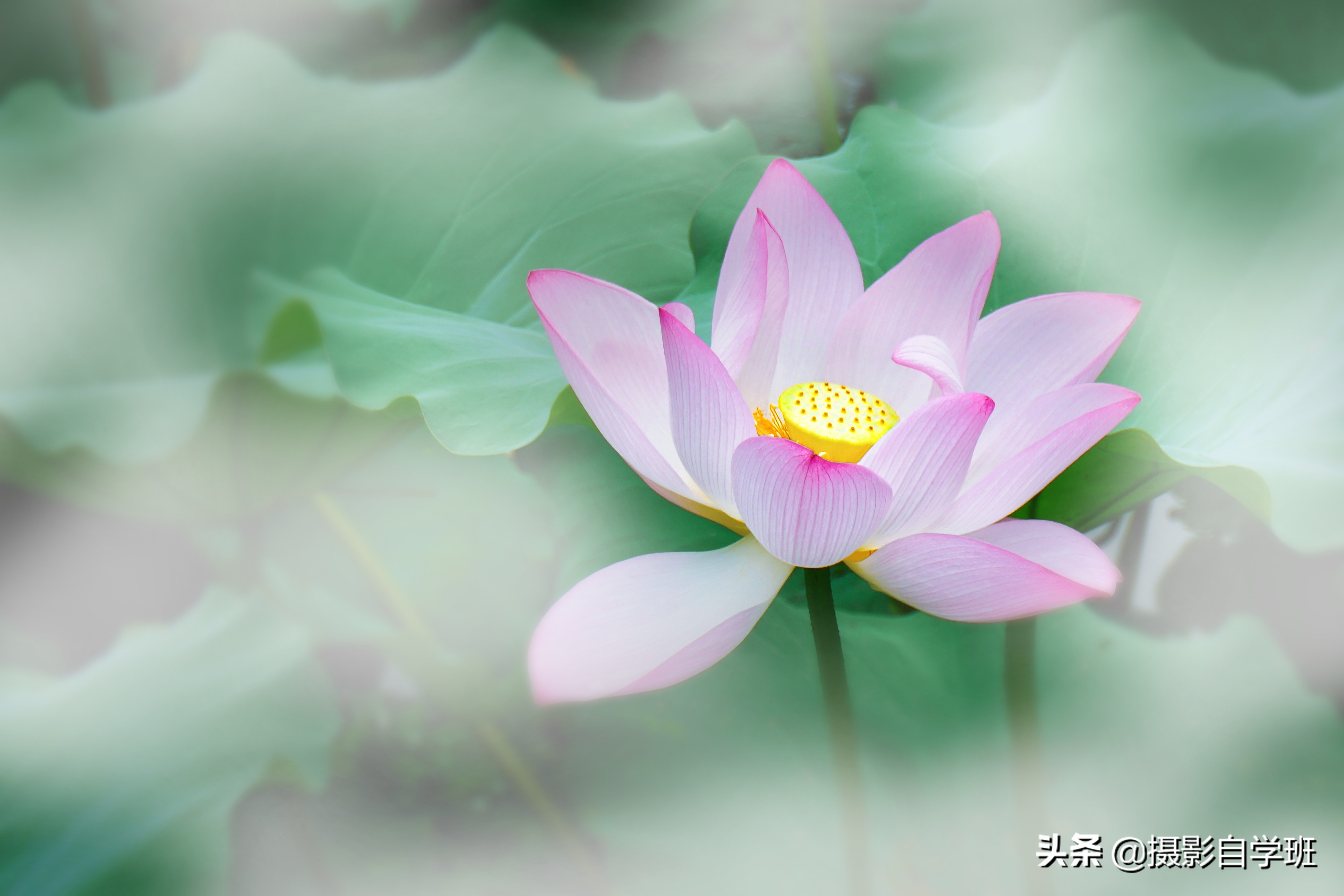 雾里看花怎么拍,雾景的拍摄技巧拍出雾气朦胧大片