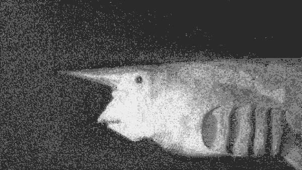 长相和性格不符的鲨鱼,哥布林鲨和巨口鲨是无危生物吗