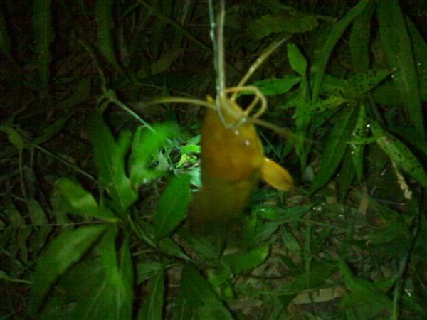 农村河沟里的塘角鱼,因其肉质细嫩,又非常好钓,深受人们喜爱