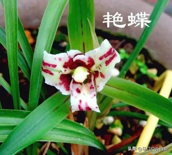 蝴蝶兰花是名贵的吗,中国兰花的鉴赏标准