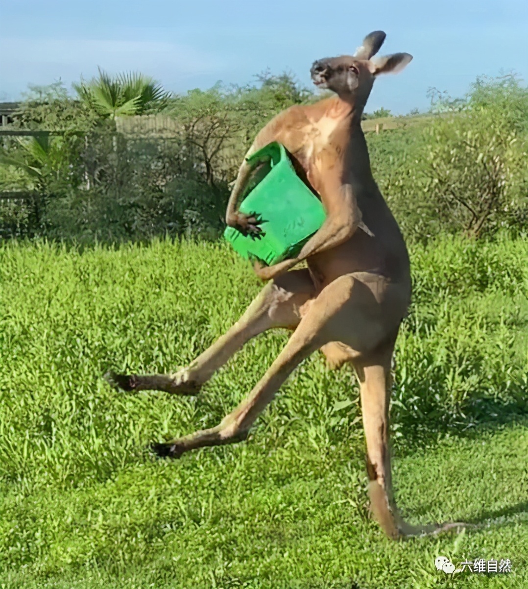 世界上最有肌肉力量的袋鼠,世界上最强壮的一只袋鼠