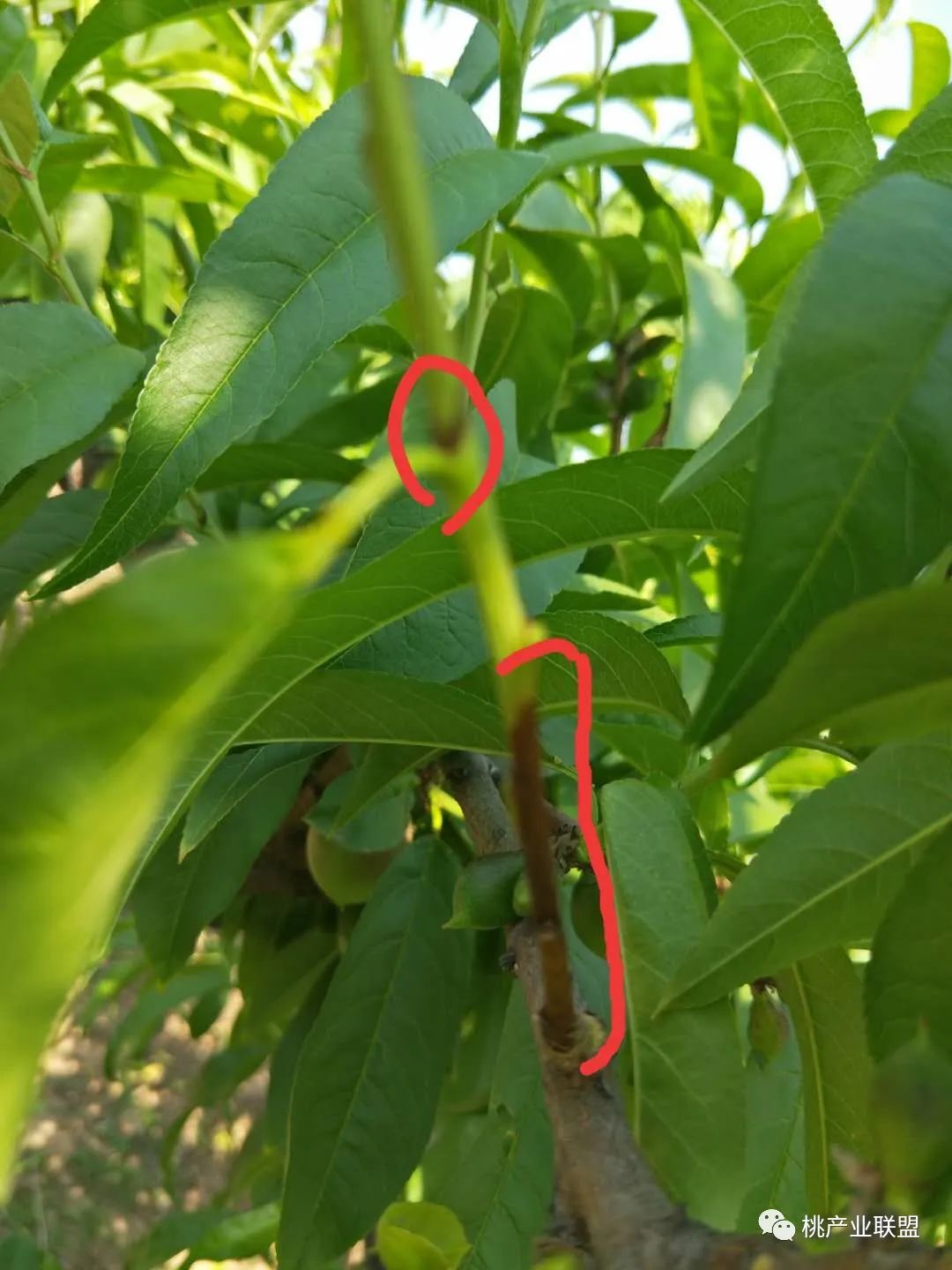 桃树幼果期是防治病虫害最重要的时期