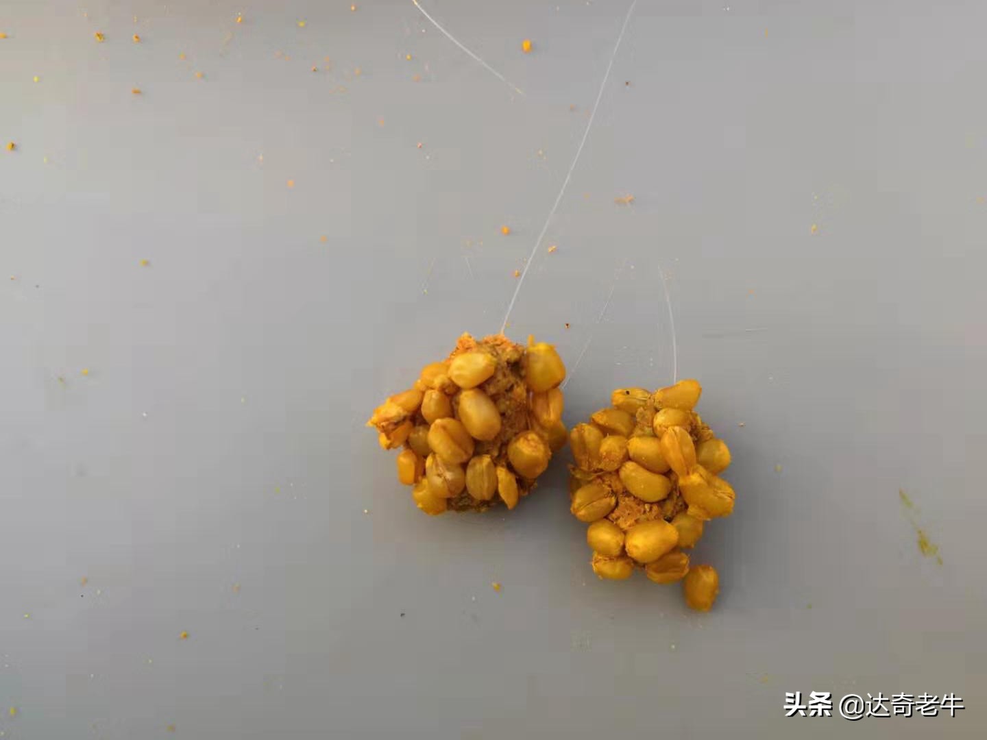 野钓避免闹小鱼饵料配方,野钓小鱼闹窝用粉饵