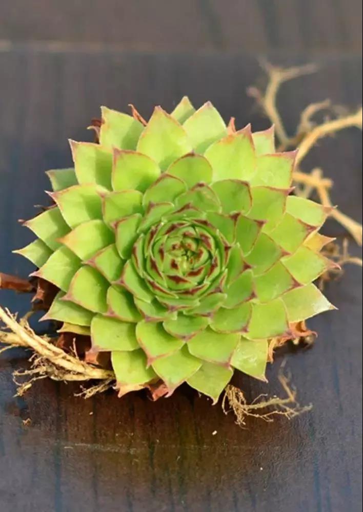 这4种花卉很漂亮花量大观赏度高,20种漂亮花好看不好养