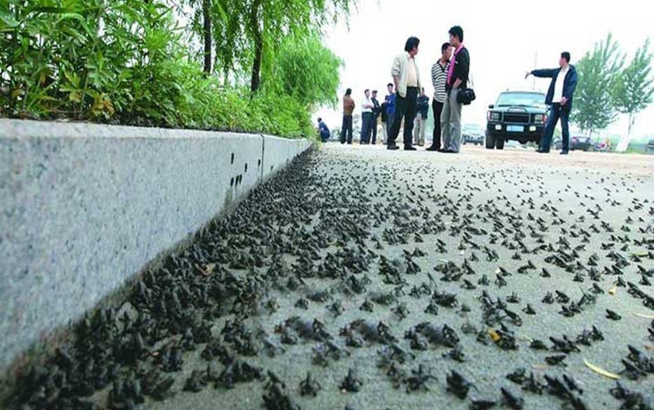 青蛙出动多是地震预兆吗,青蛙大批出来后多久发生地震