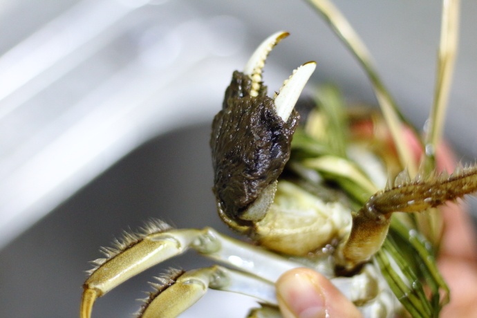 螃蟹什么季节好吃有肉,这个季节吃什么螃蟹能吃到新鲜的