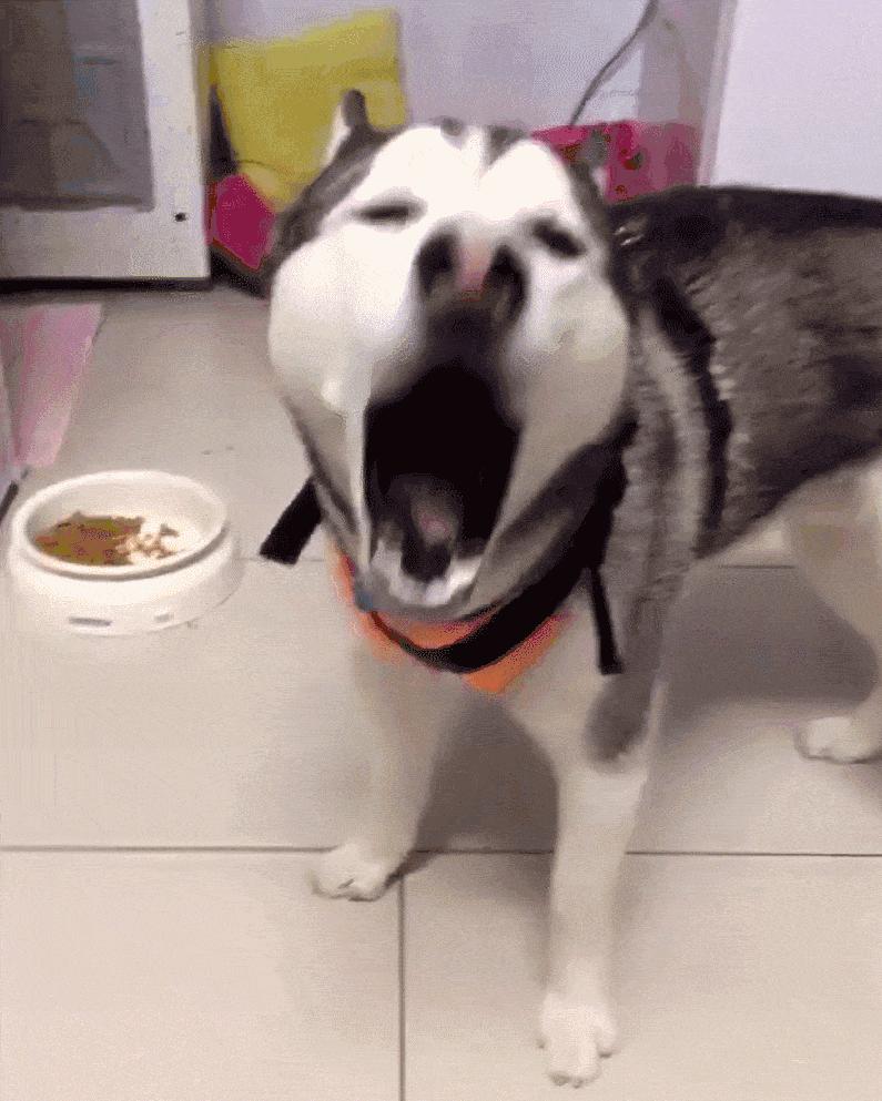 狗狗没了一只眼睛,狗狗只有一个睾丸正常吗