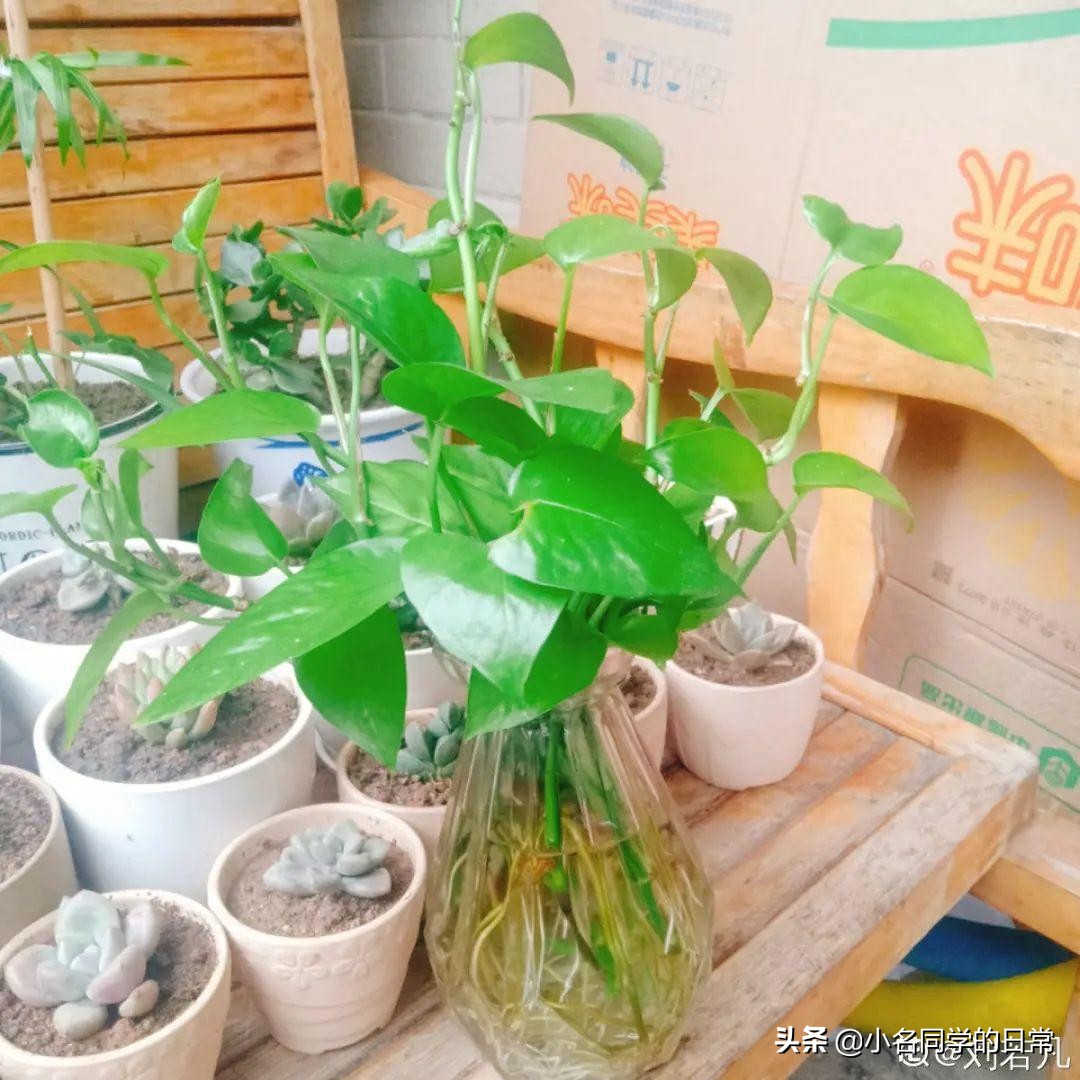 水里加点碳，根系壮得撑破盆，长出满盆萝卜根