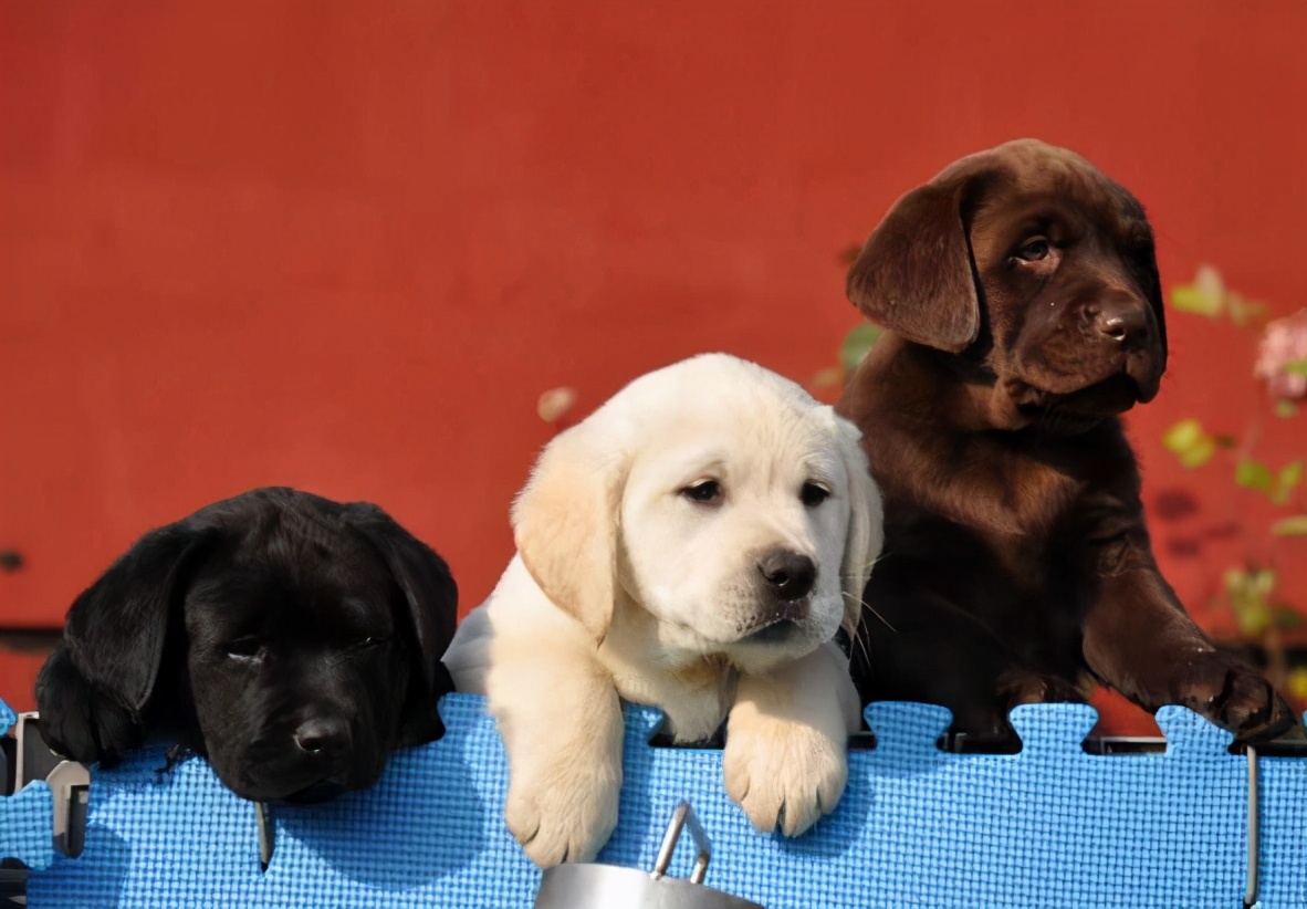 星期狗养狗,买狗攻略如何避免买到星期狗