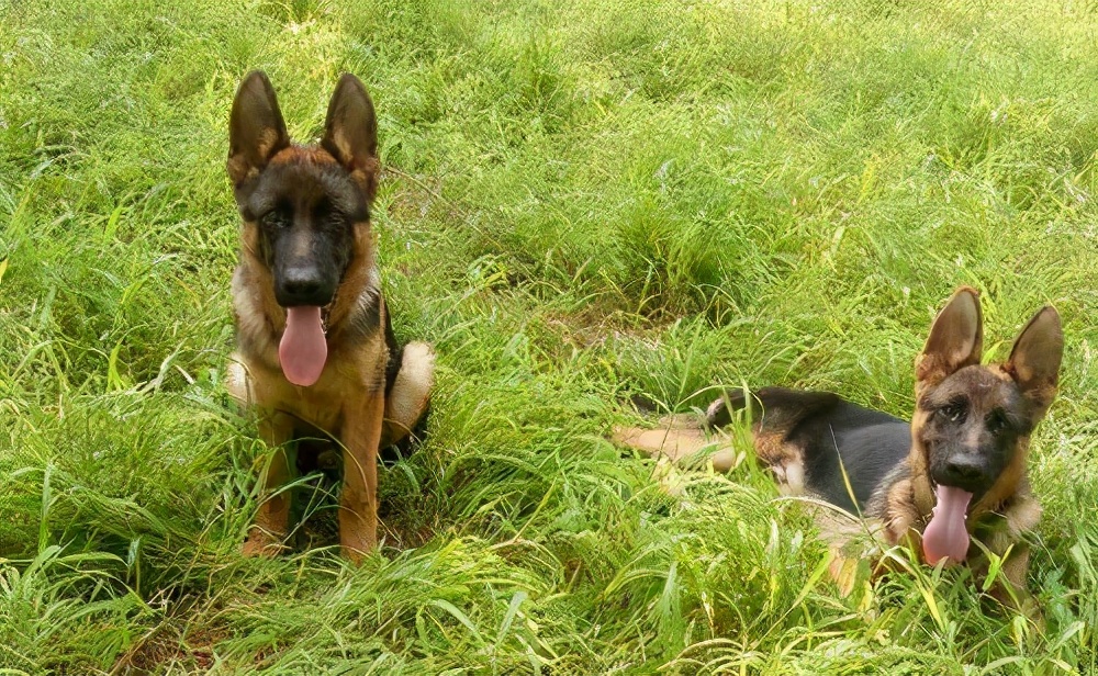 德牧怎么让它厉害点,凶猛的德牧看家护院