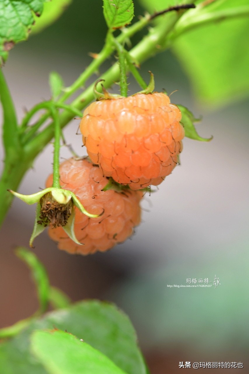 树莓在庭院怎么种植,树莓可在院子里种吗