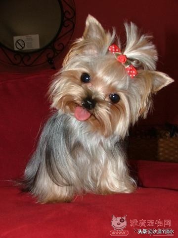 比尼熊狗狗价格,阿拉斯加狗狗价格