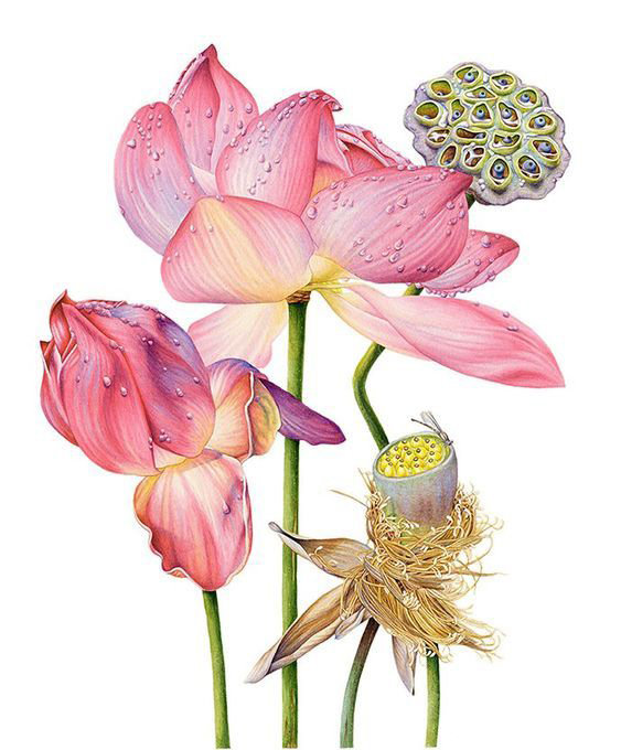 画荷花出淤泥而不染濯清涟而不妖,荷花出淤泥而不染濯清涟而不妖