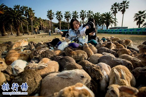 世界上独一无二猪岛,巴哈马群岛猪岛