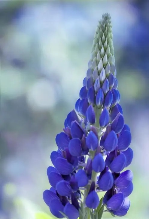 十种蓝色花,常见的六种蓝色花