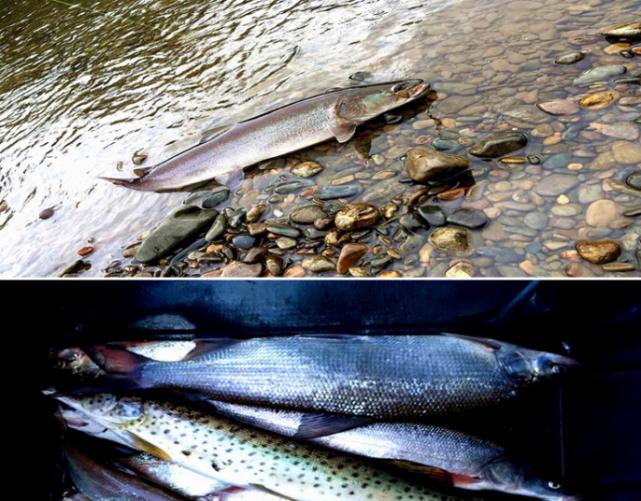 俄罗斯适合什么方法钓鱼,俄罗斯人是如何捕鱼的