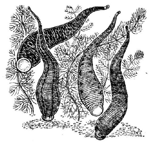 水蛭吸血可治病？结果几百年前的西方人因此导致梅毒的交叉感染