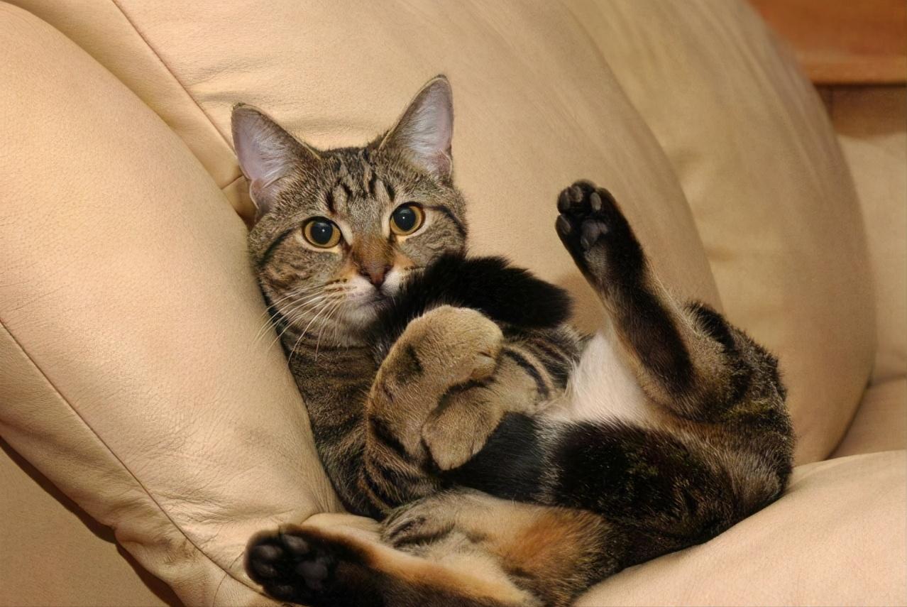 猫咪有什么表现证明也被养熟了,猫咪有这些表现说明过得不快乐