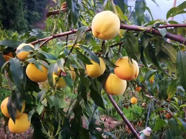 塞上桃园里的爱与希望