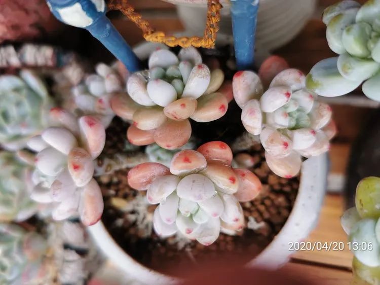 养多肉的人生感悟,人生如同养花