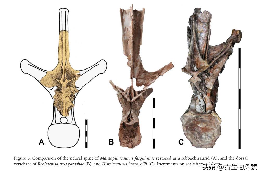 史上最大的超巨型恐龙,最新世界上最大的巨型恐龙