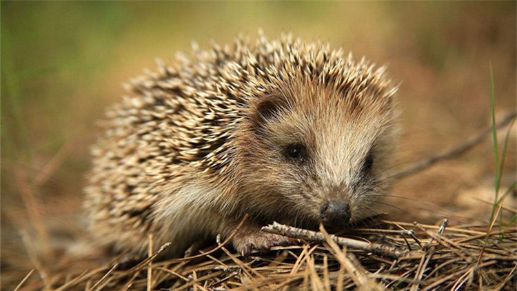 非洲迷你刺猬眼睛疾病,刺猬的症状