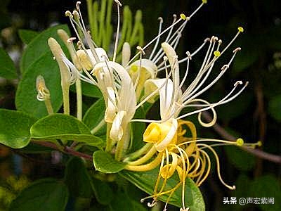 金银花的故事传说,关于中药材金银花的故事简短