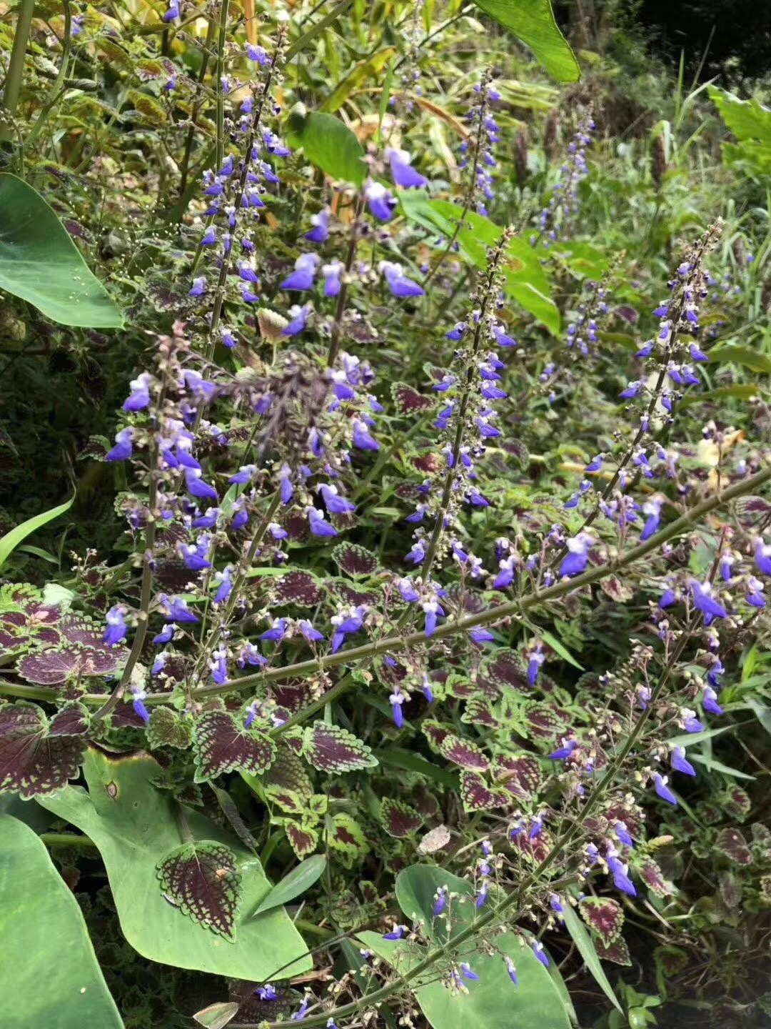 生命是什么,生命是什么呢作文