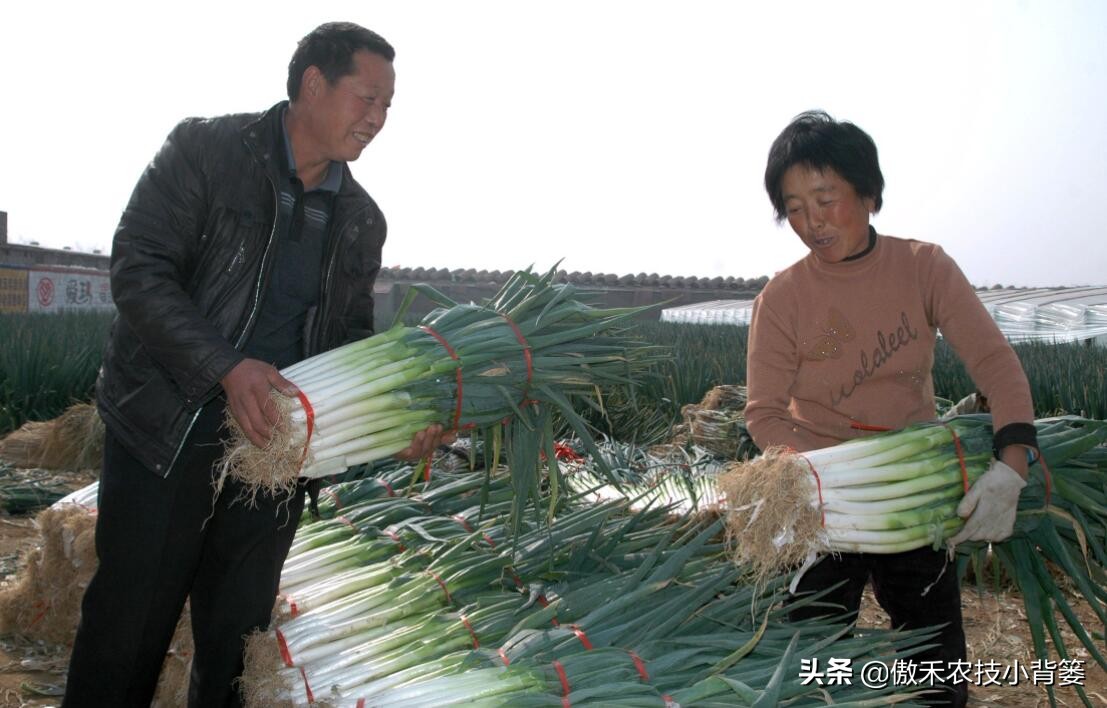秋季大葱的种植方法和时间,大葱种植技术如何管理