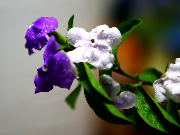 双色茉莉花不开花怎么办,双色茉莉花不完全盛开就蔫了