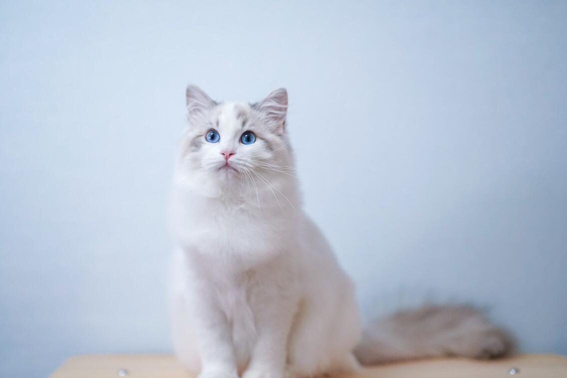 适合男生养的帅气的猫,最适合男生养的宠物猫品种